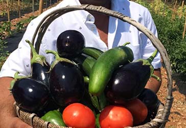 heliostasi-douliana-restaurant-30a-1 gardening