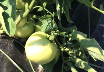 heliostasi-douliana-restaurant-30a-1 gardening2