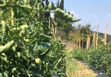 heliostasi-douliana-restaurant-30a-1 gardening34