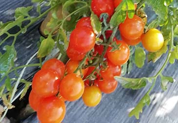 heliostasi-douliana-restaurant-30a-1 gardening41